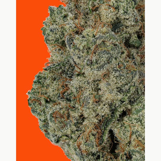IC Collective - TIDE WATER - 1