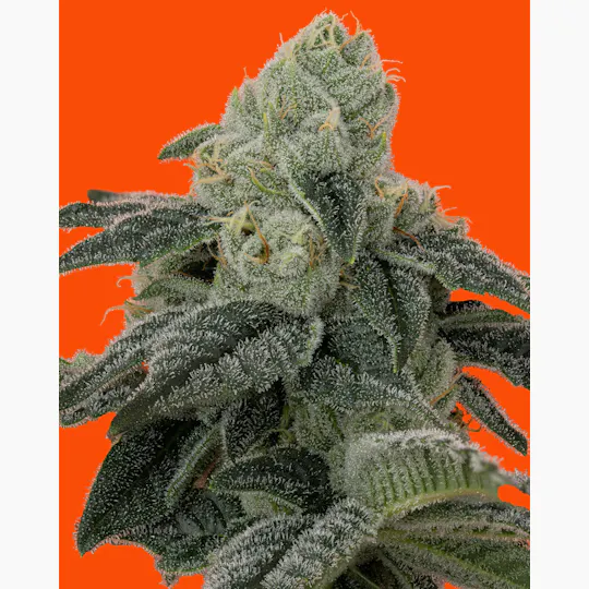 IC Collective - ICC | Lemon Diablo | Big Buds | 3.5G - 1