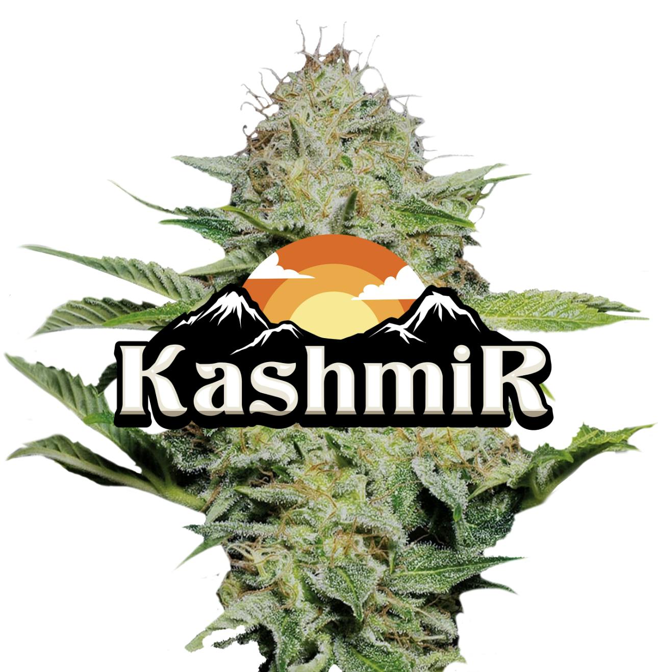 Jeeter - Jeeter | Kashmir | Red Label Big Buds | 4g - 1