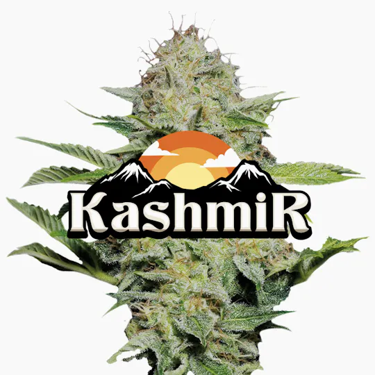 Jeeter - Jeeter | Kashmir | Red Label Big Buds | 4g - 1