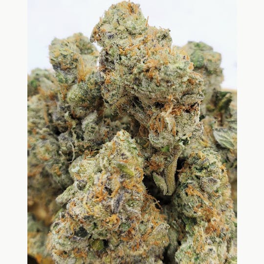 World Class Cannabis - GMO - 1