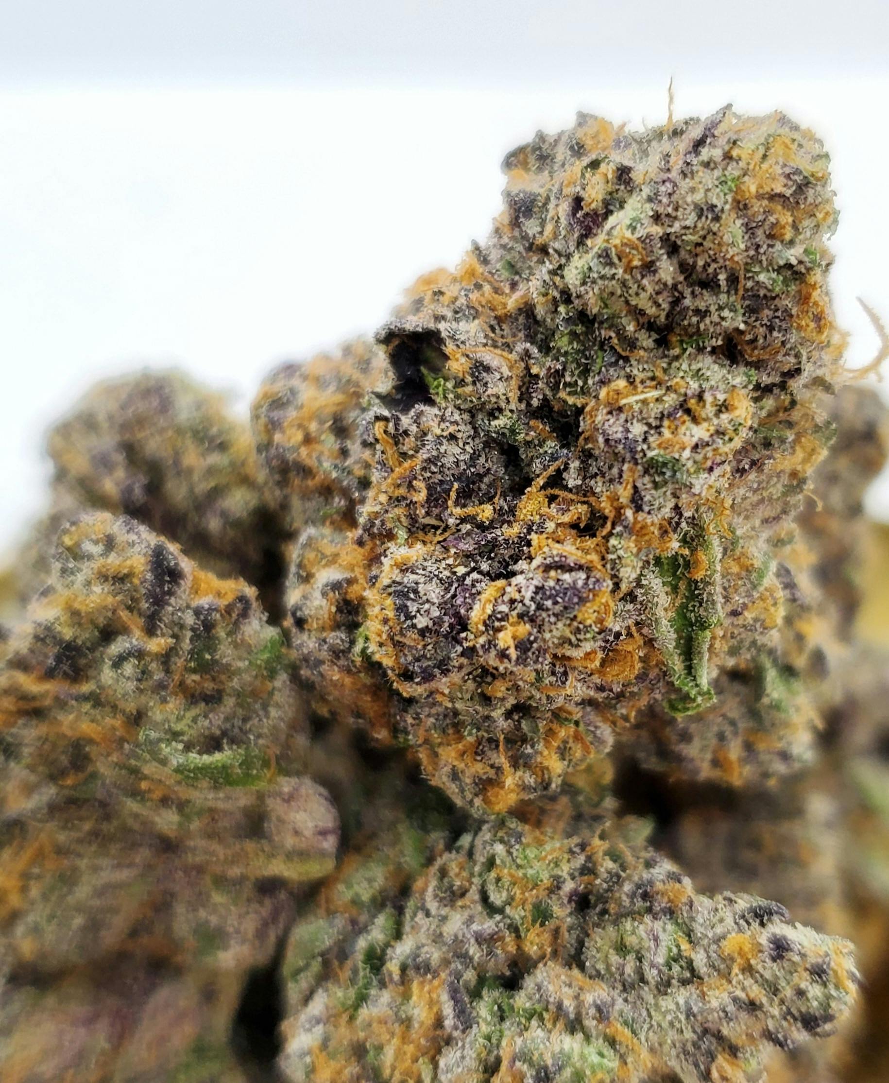 Rainbow Zkittlez - World Class Cannabis