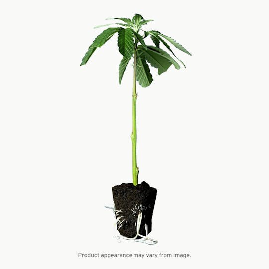 Seed & Smith Cannabis - Apricot Scone Clone - 1
