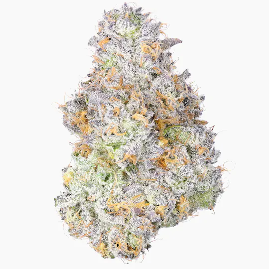 Fig Farms - Blue Face Rainbow Belts - 1