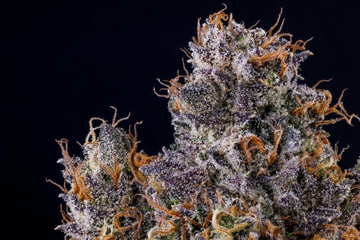 Fig Farms - Fig Farms | Rapper Weed | Big Buds - 1