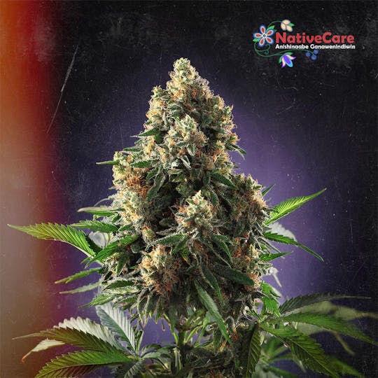 NativeCare Brand - Hella Jelly Flower - 14g - 1