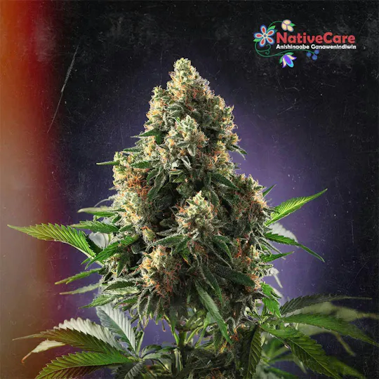 NativeCare Brand - Hella Jelly | Big Buds - 1
