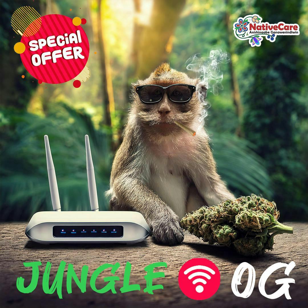 NativeCare Brand - Jungle Wifi | Big Buds | 14g - 1