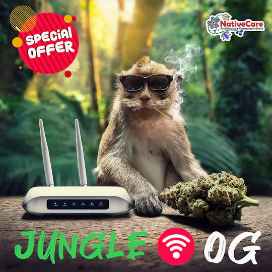 NativeCare Brand - Jungle Wifi | Big Buds | 14g - 1