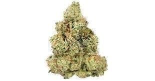 Cannafeen - Cannafeen | Skywalker OG | Big Buds - 1