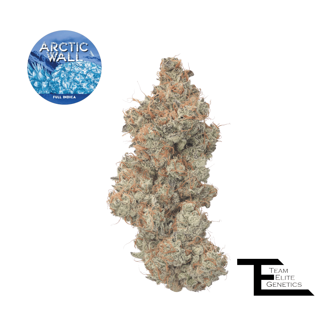 Team Elite Genetics - Arctic Wall | Big Buds | 3.5g - 1