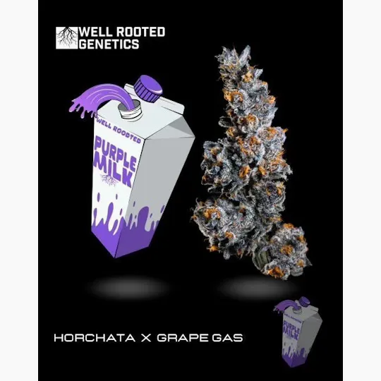 Well Rooted Genetics - Well Rooted Genetics | Purple Milk | Big Buds | 3.5g - 1