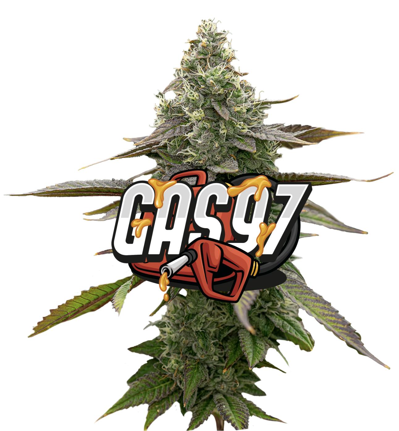 Jeeter - Jeeter | Gas '97 | Red Label Big Buds | 4g - 1