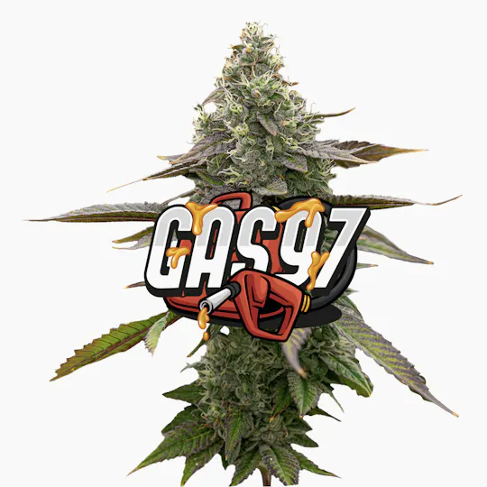 Jeeter - Jeeter | Gas '97 | Red Label Big Buds | 4g - 1