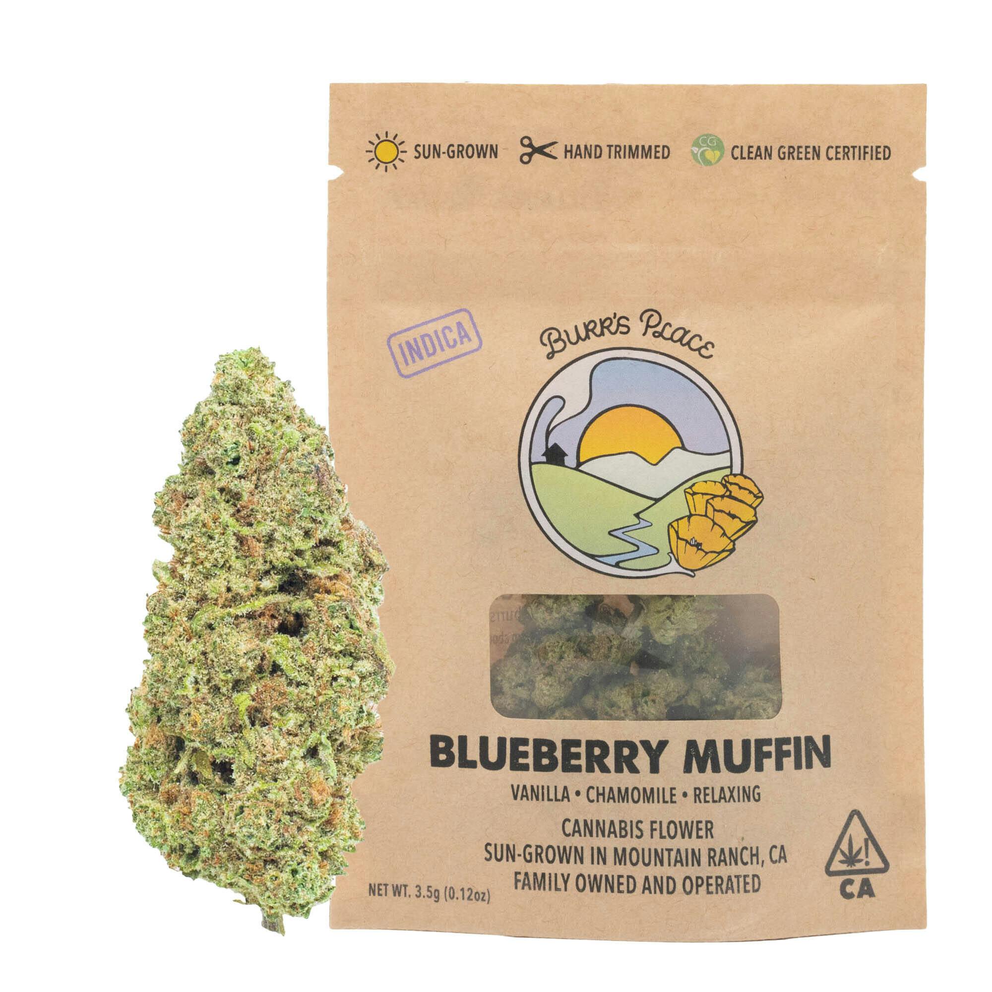 Burr's Place - Blueberry Muffin | Big Buds | 3.5g - 1