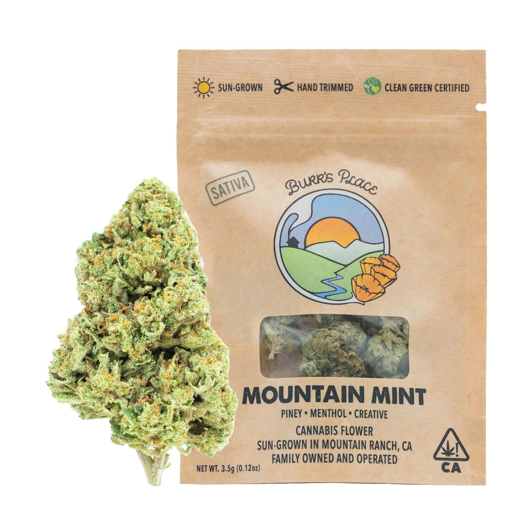 Burr's Place - Mountain Mint | Big Buds | 3.5g - 1