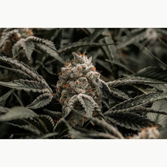 District Cannabis - Mad Rabbid Flower - 1