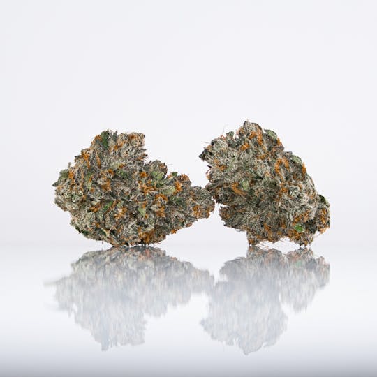 LAX PACKS - Blitz 7g - 1