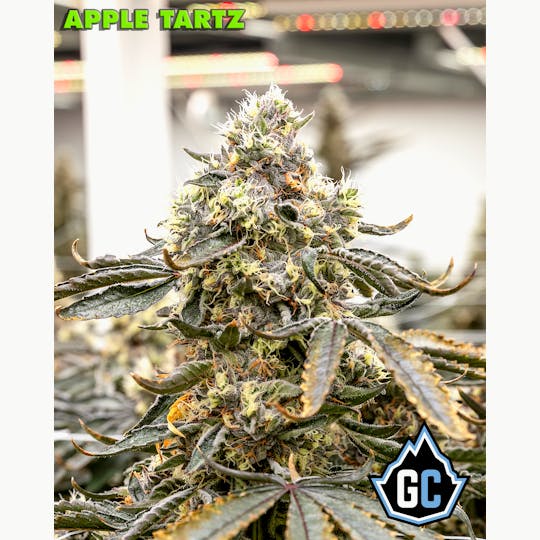 Glacier Cannabis - Glacier | Apple Tartz Legendary Hand-Trimmed Flower - 1