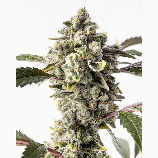 Glacier Cannabis - Glacier | Blue Slushie Legendary Hand-Trimmed Flower - 1