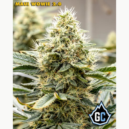 Glacier Cannabis - Glacier | Maui Wowie 2.0 Legendary Hand-Trimmed Flower - 1