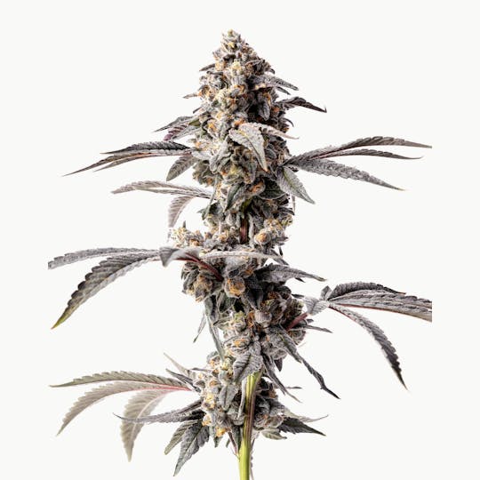 Glacier Cannabis - Glacier | Red Velvet Legendary Hand-Trimmed Flower - 1