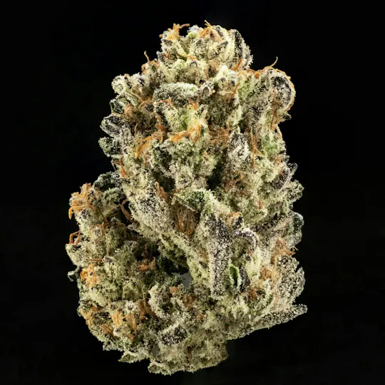 Casa Flor - Government Oasis | Big Buds | 14g - 1