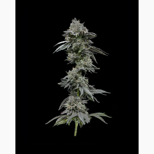 Society C - Society C | Project Z - 1