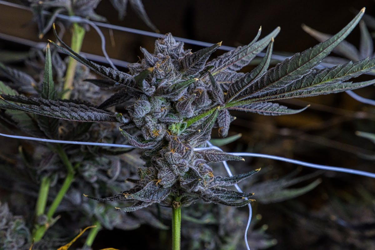 Green Dolphin - GuuZotix LA Pop Rocks - 1