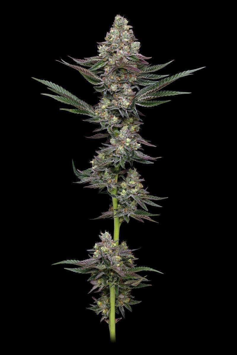 Bango Distribution - Elyon | Exotic Piss | Big Buds | 3.5g - 1