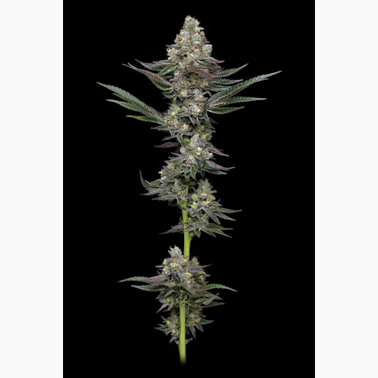Bango Distribution - Elyon | Exotic Piss | Big Buds | 3.5g - 1