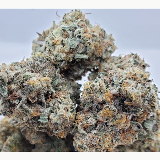 World Class Cannabis - Gumbo - 1