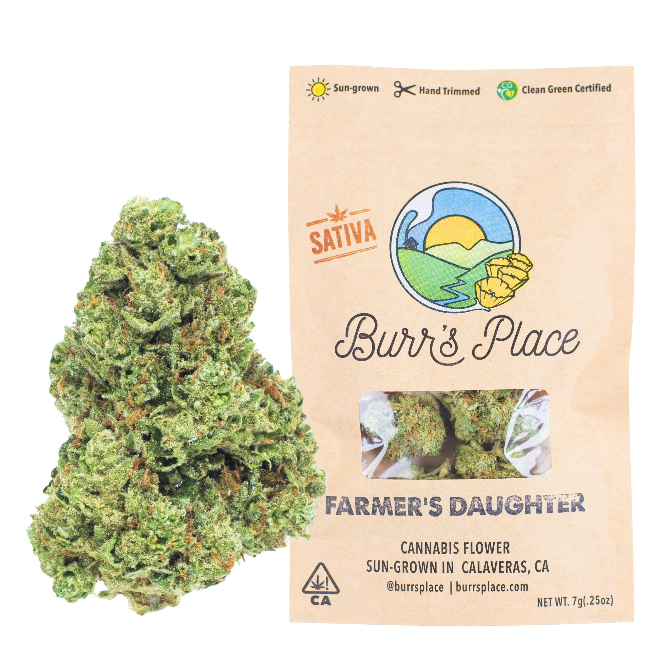 Burr's Place - Burr’s Place | Farmer’s Daughter | Big Buds | 7g - 1