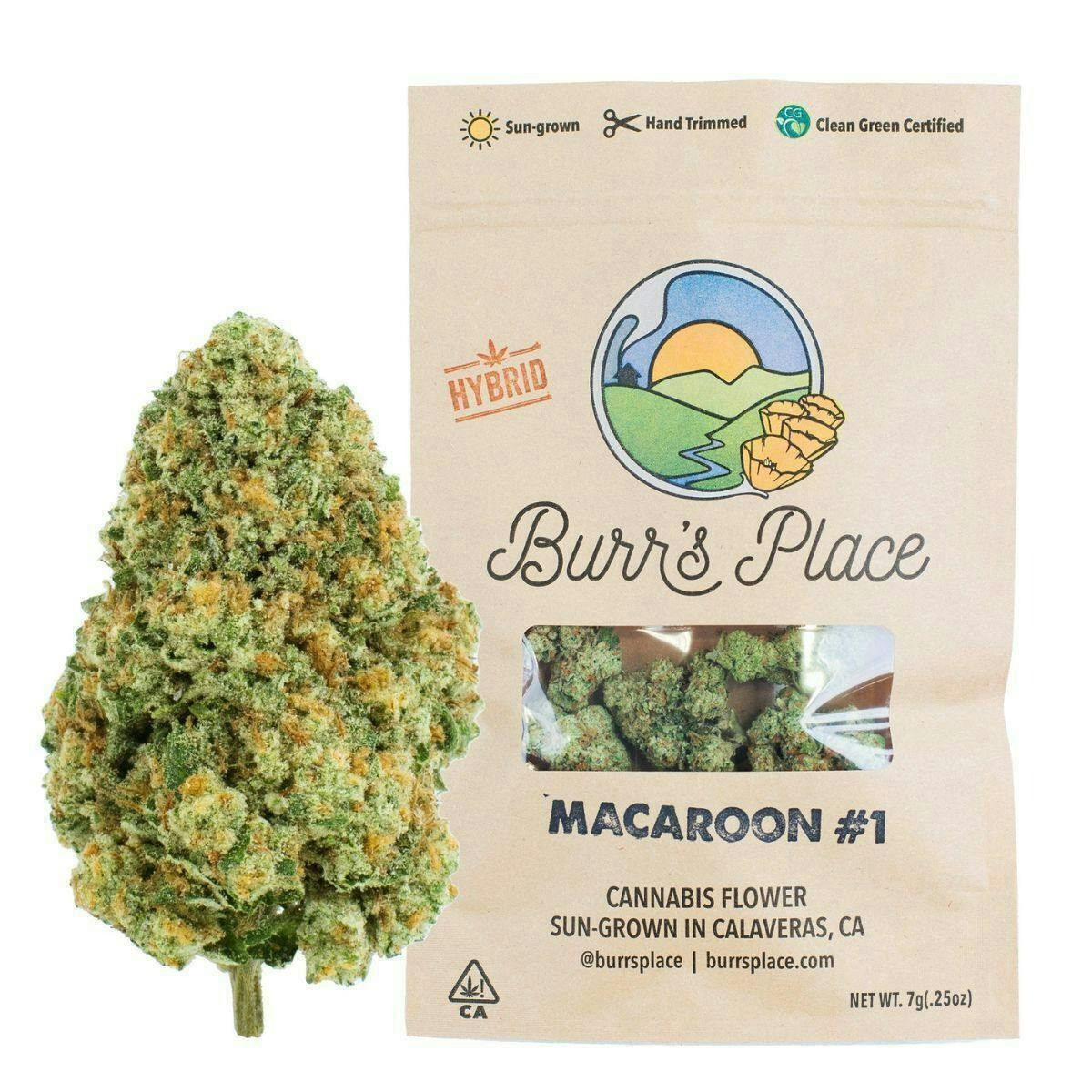 Burr's Place - Macaroon #1 | Big Buds | 7g - 1