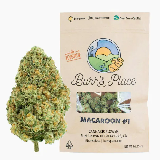 Burr's Place - Macaroon #1 | Big Buds | 7g - 1