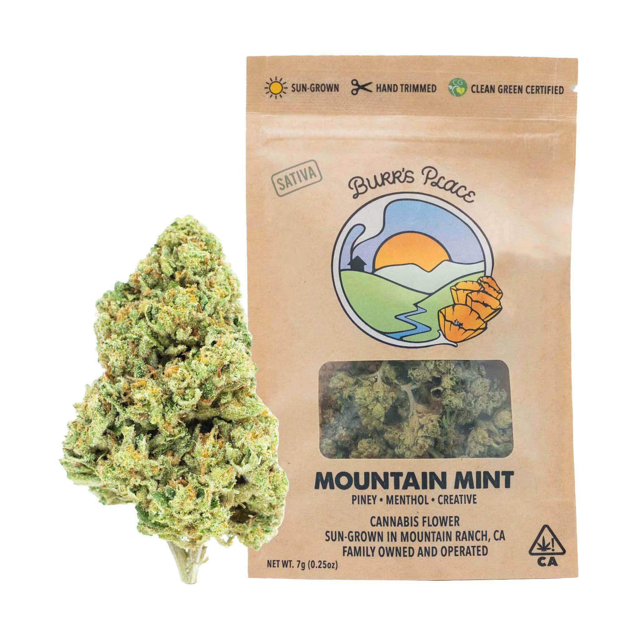 Burr's Place - Mountain Mint | Big Buds | 7g - 1