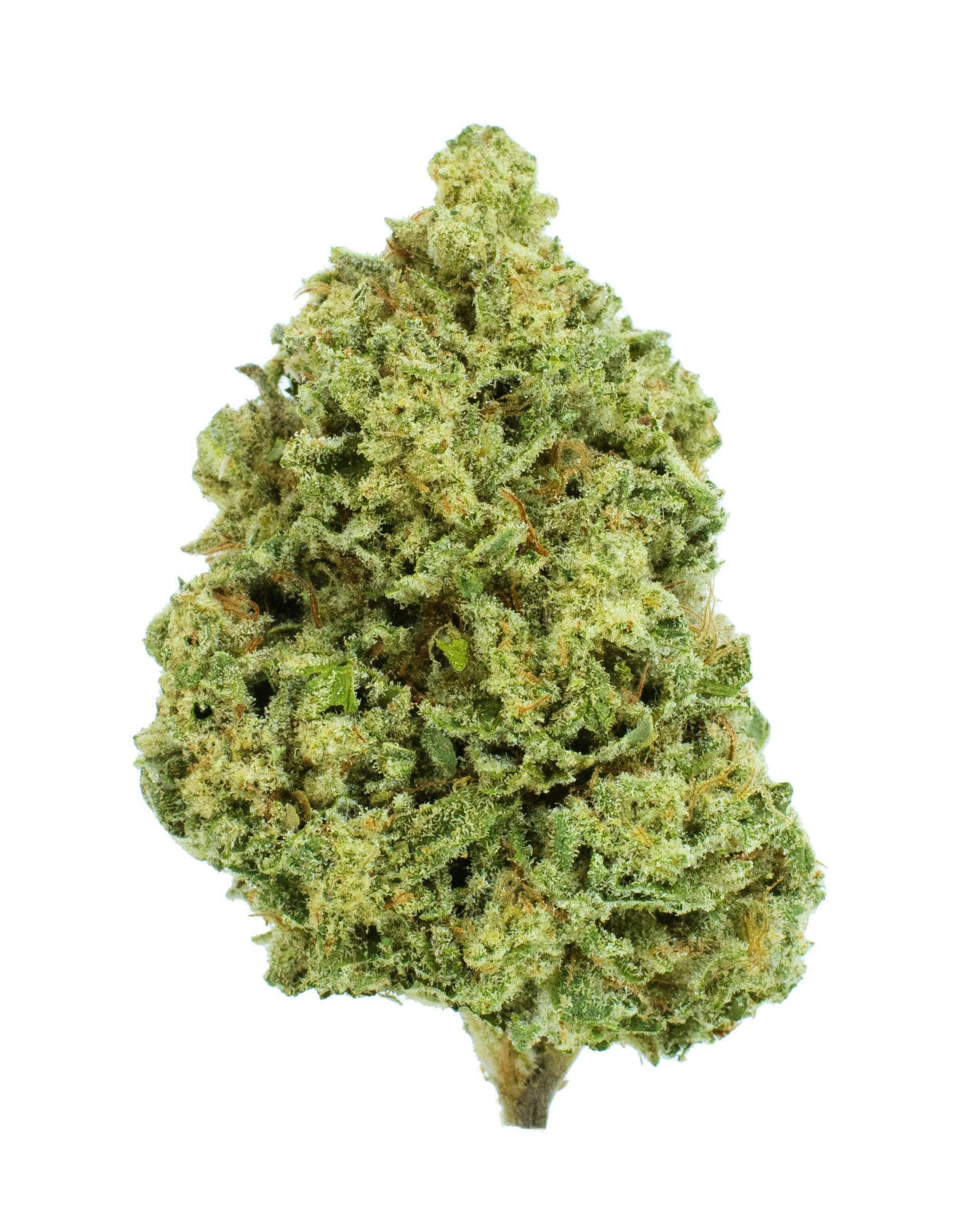 Burr's Place - Burr’s Place | Splash | Big Buds | 7g - 1