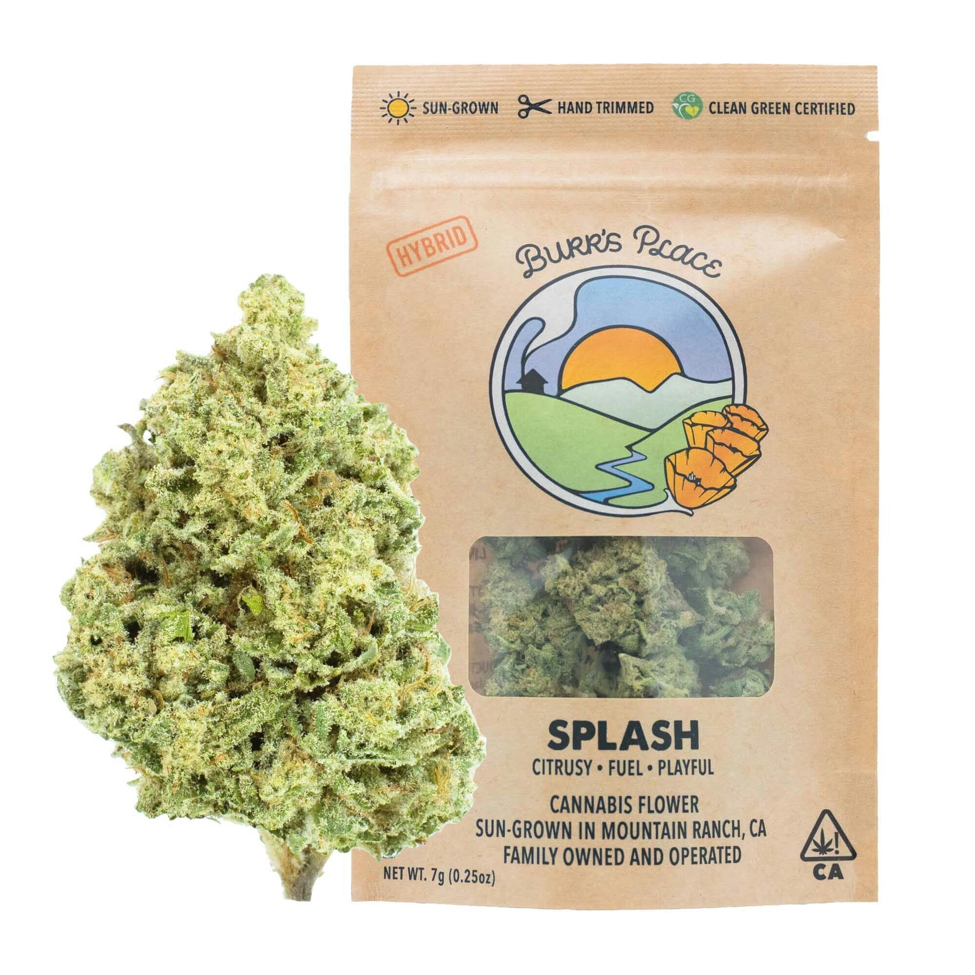 Burr's Place - Splash | Big Buds | 7g - 1