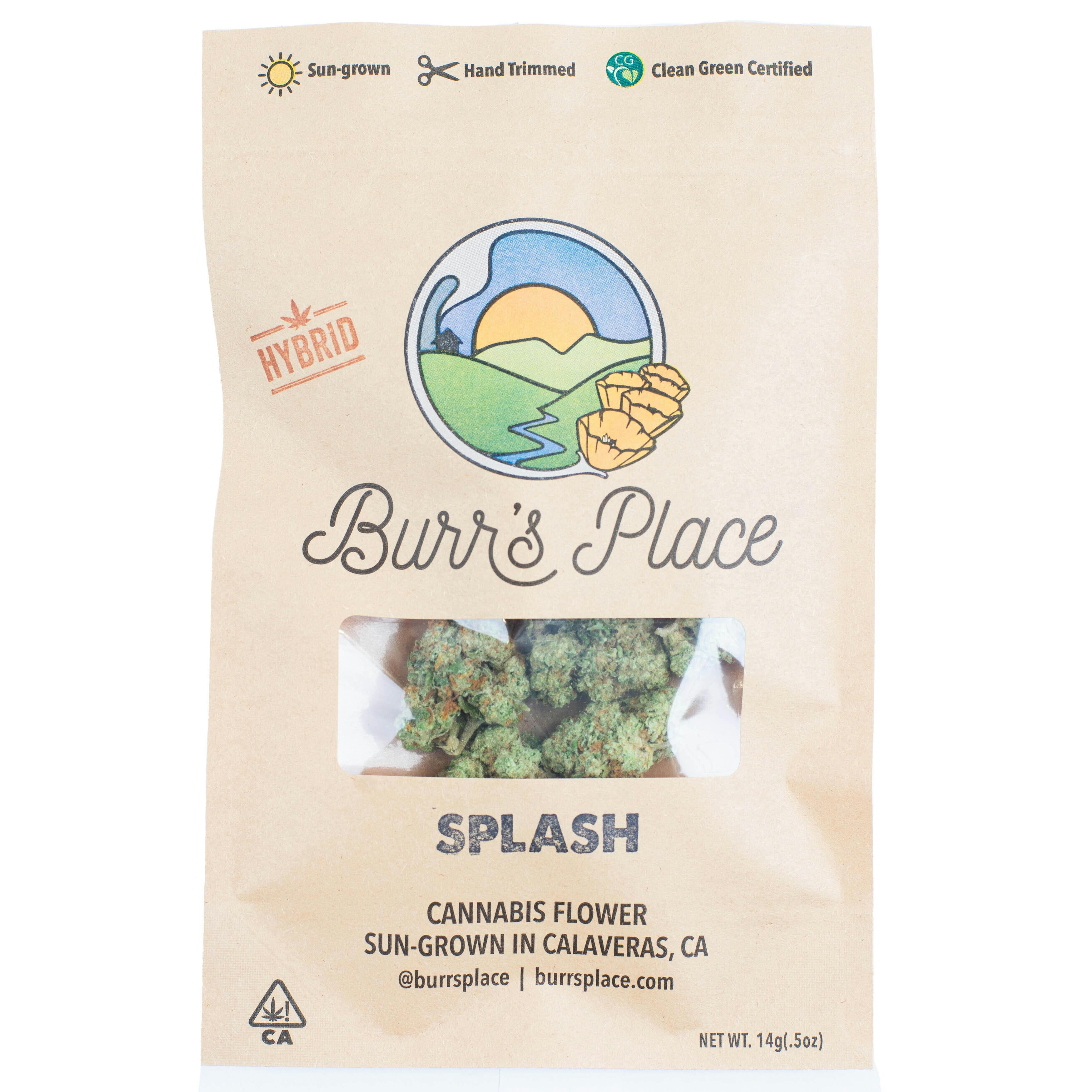 Burr's Place - Splash | Big Buds | 14g - 1