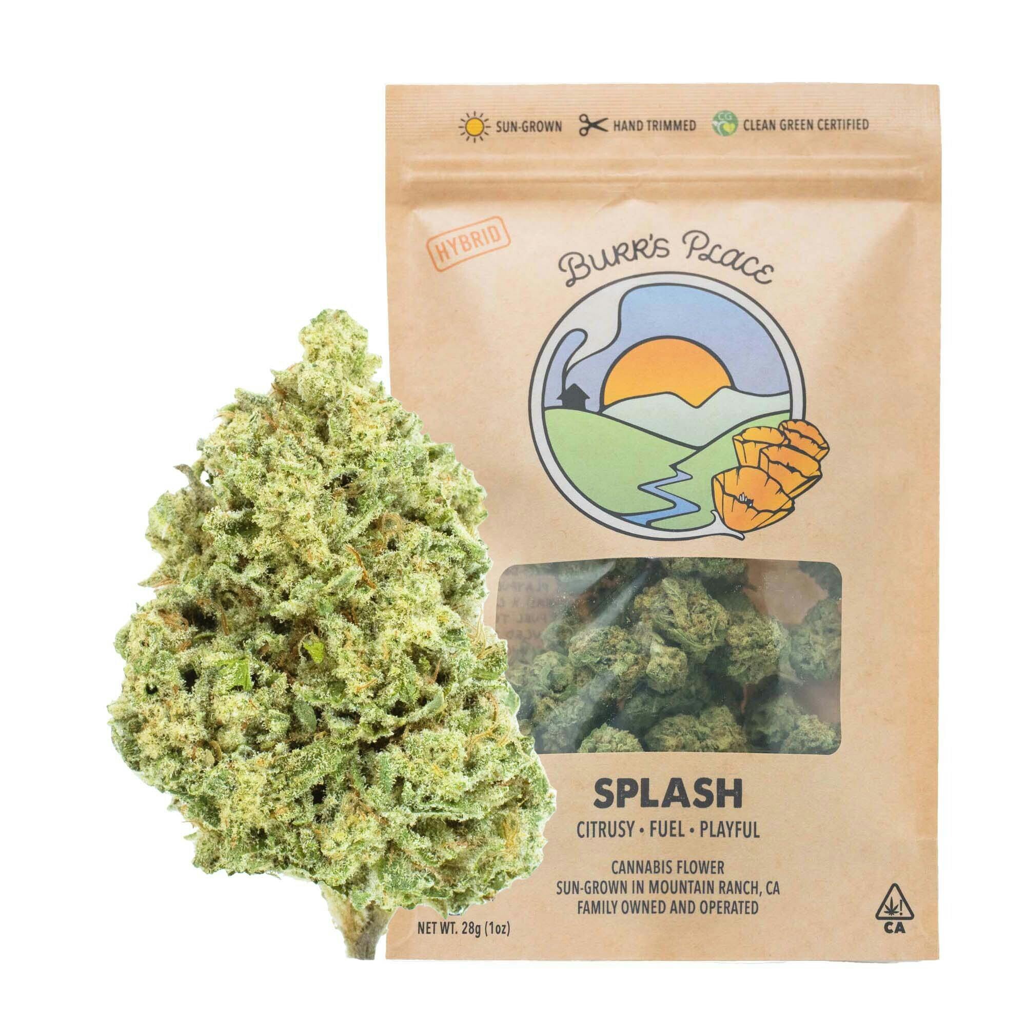 Burr's Place - Splash | Big Buds | 28g - 1