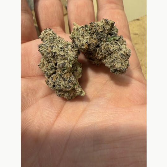 Magnum Weed - Maine Trees Blue Lobster - 1