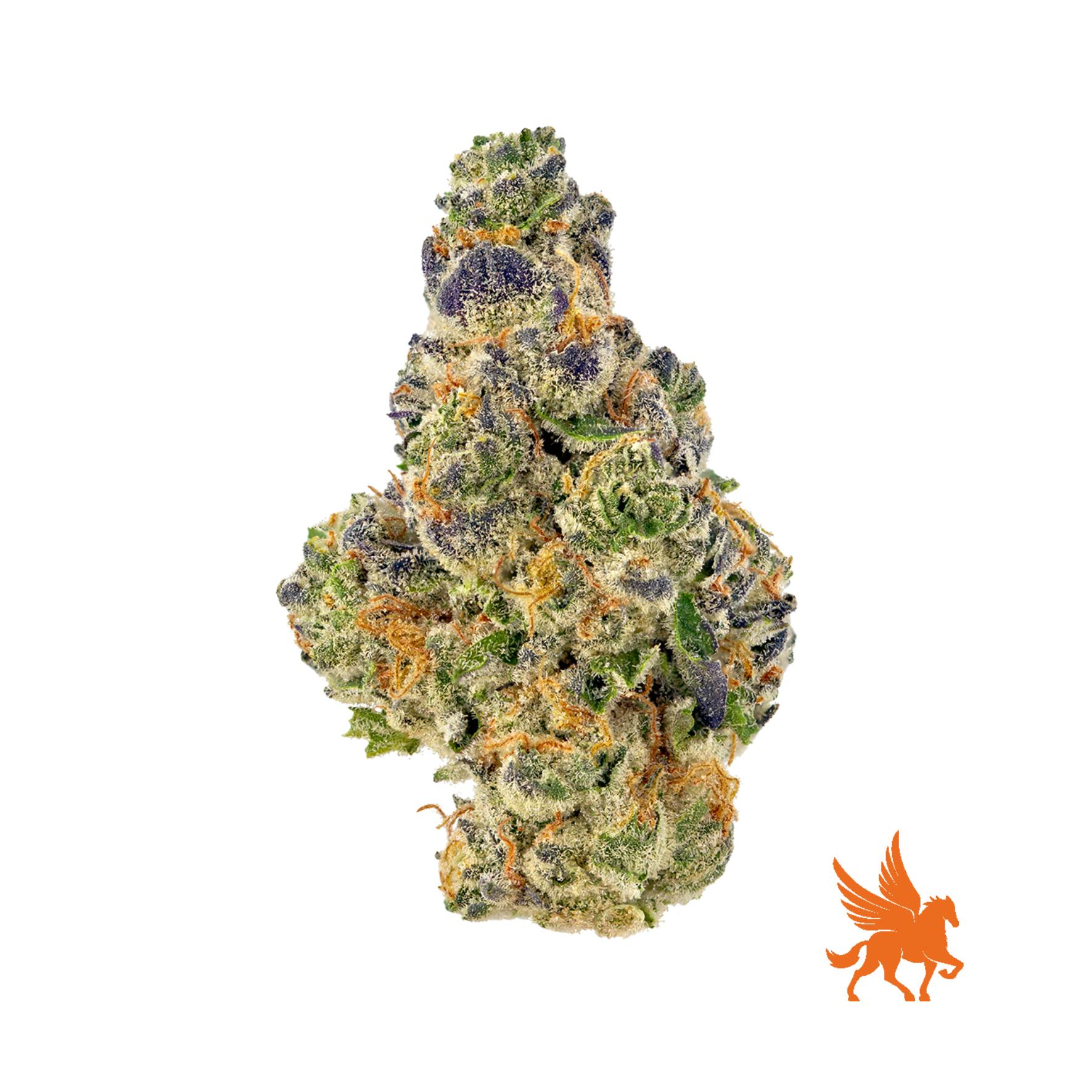 Pegasus Green - Global Trotter - 1