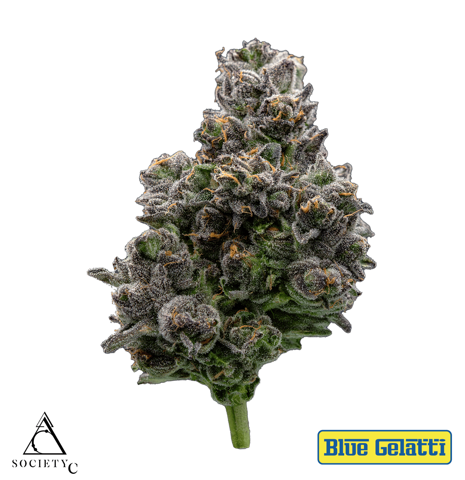 Society C - Society C | Blue Gelatti | Big Buds - 1