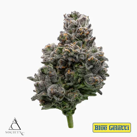 Society C - Society C | Blue Gelatti | Big Buds - 1