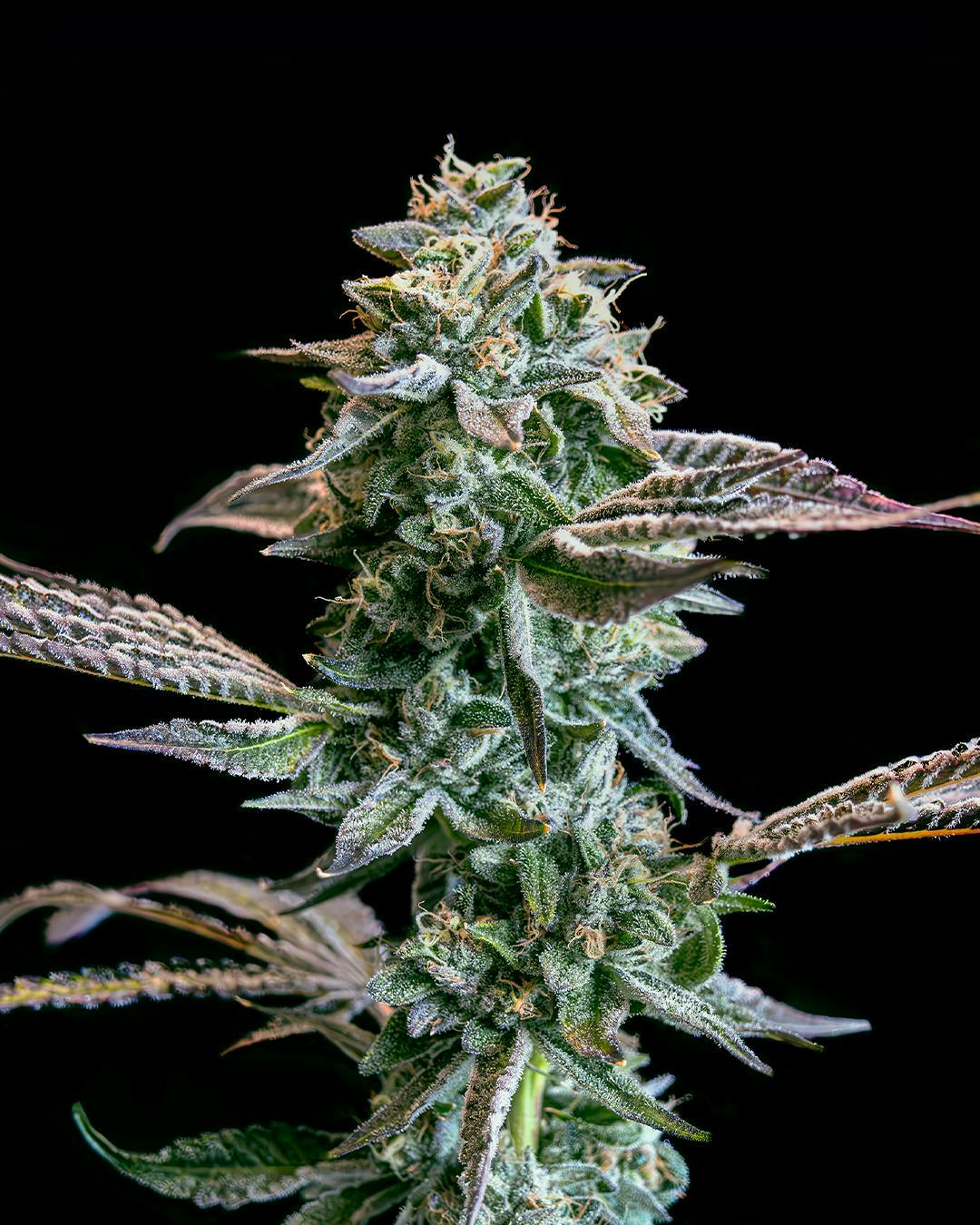 Society C - Society C | Devil's Drip | Big Buds - 1