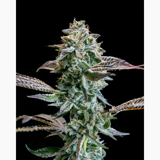 Society C - Society C | Devil's Drip | Big Buds - 1