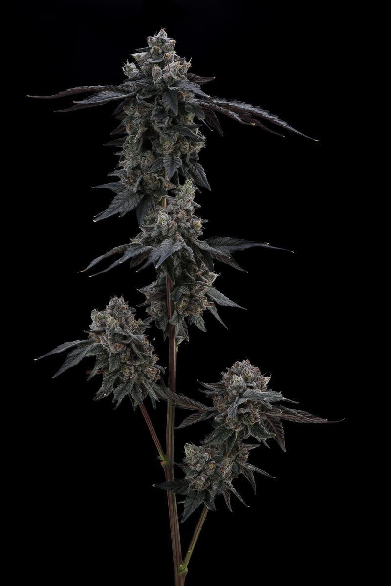 AETHER FIELDS - Aether Fields | Zhabu Zhabu | Big Buds | 3.5g - 1