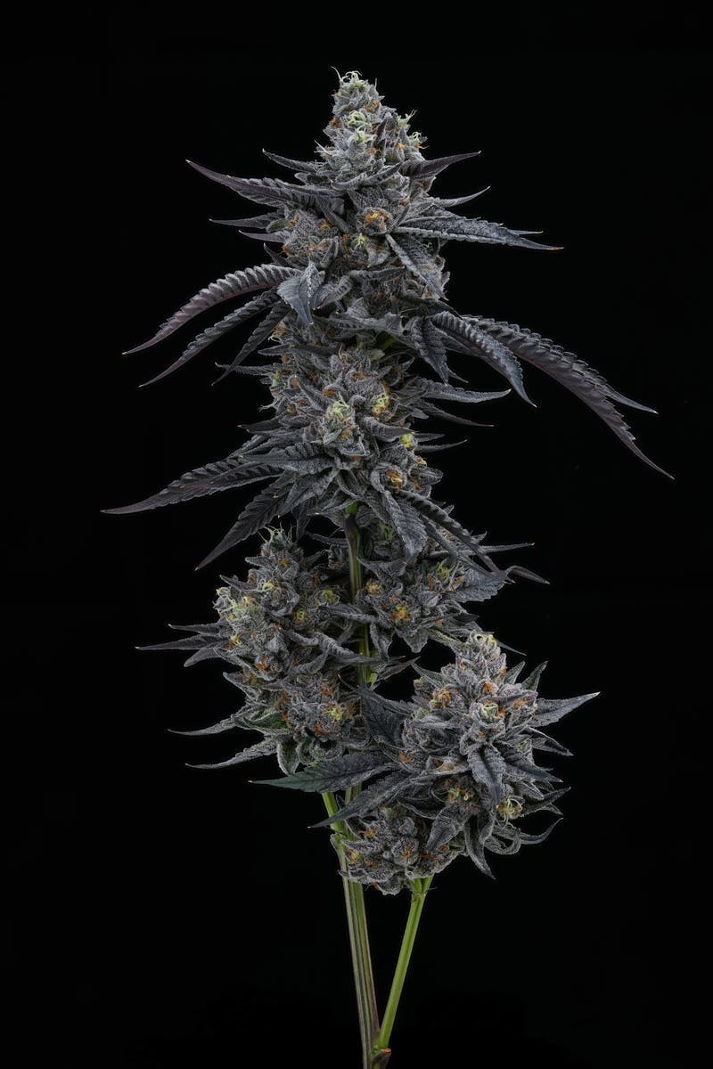 AETHER FIELDS - Aether Fields | David Bolowie | Big Buds | 3.5g - 1