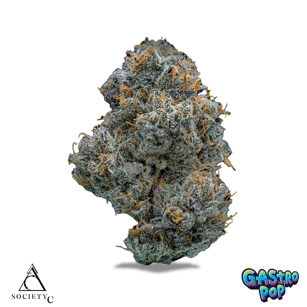 Society C - Society C | Gastro Pop | Smalls | 28g - 1