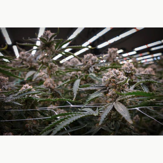 Mother Magnolia Cannabis Co - Mother Magnolia - Bulk Flower - Grease Cookies - 1